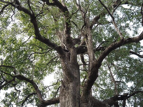 印度玫瑰木是製作木吉他不可或缺的原料。